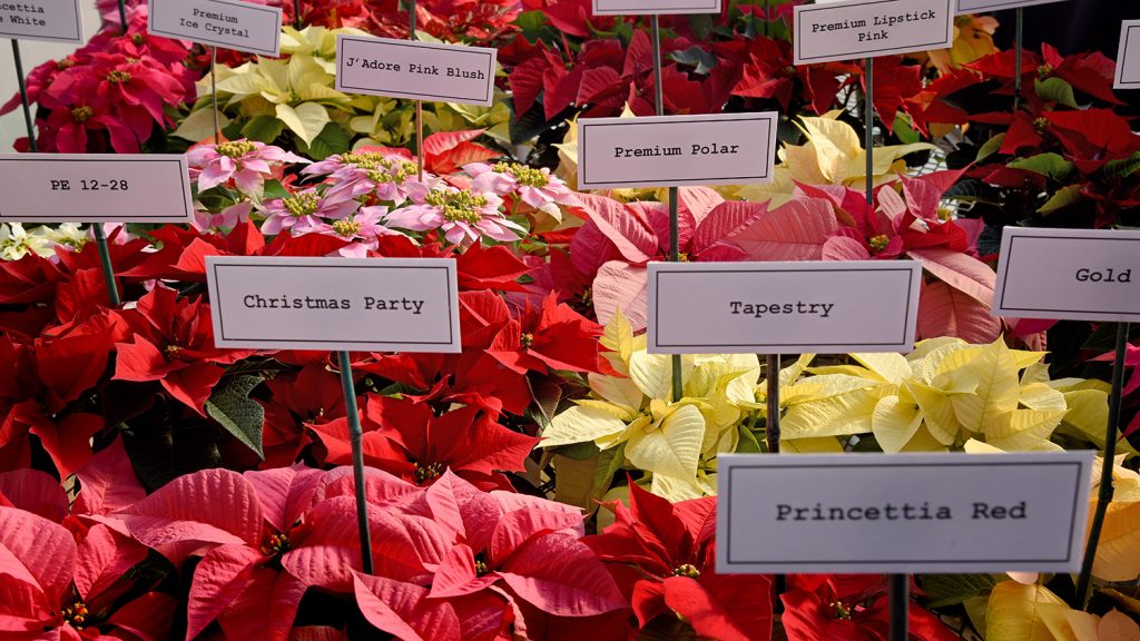 An image of several different types of poinsettias, from the North America Poinsettia Trials at Raulston Arboretum. 