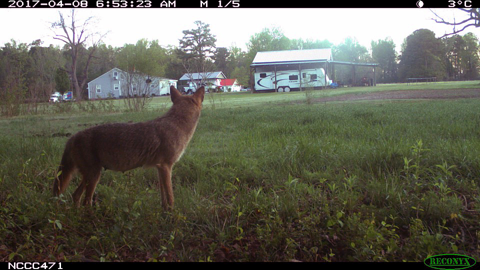 Coyote looking toward a house