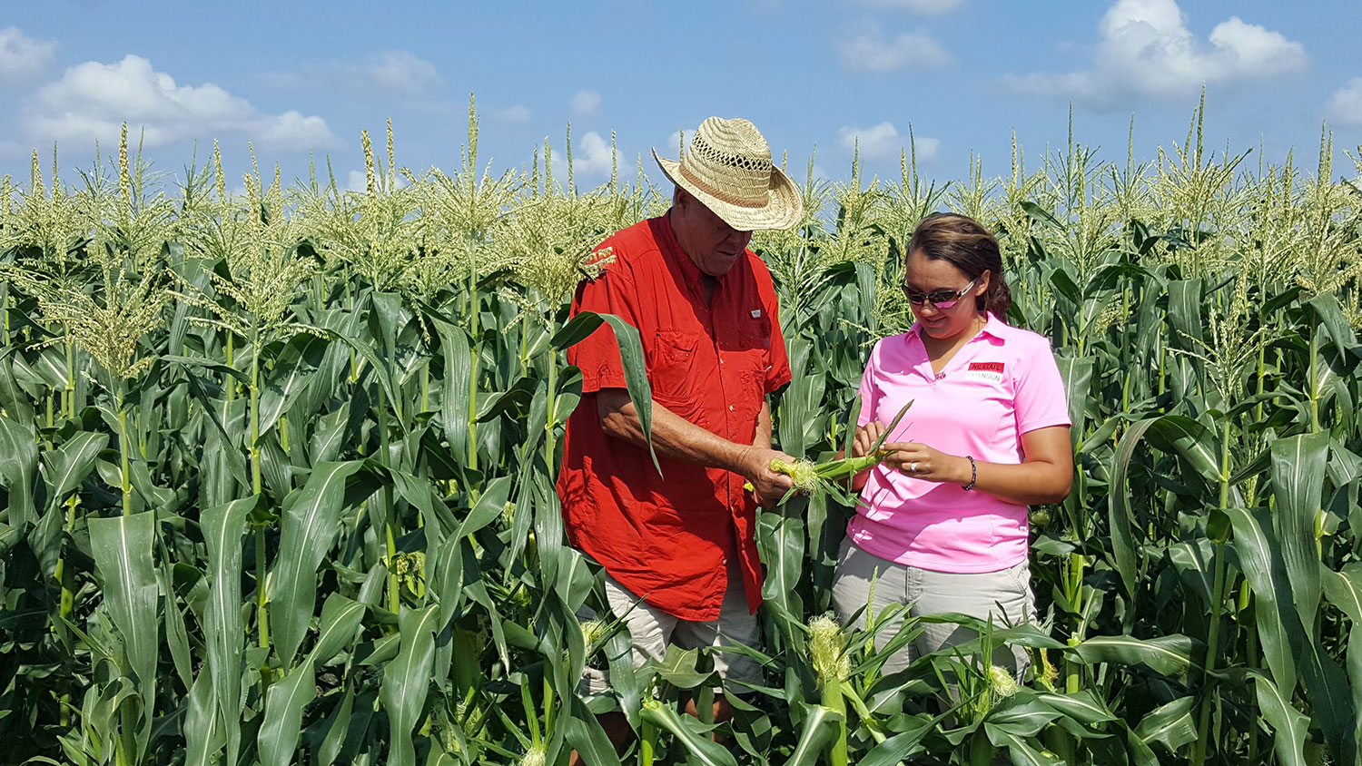 Man and woman examining corn in a corn field