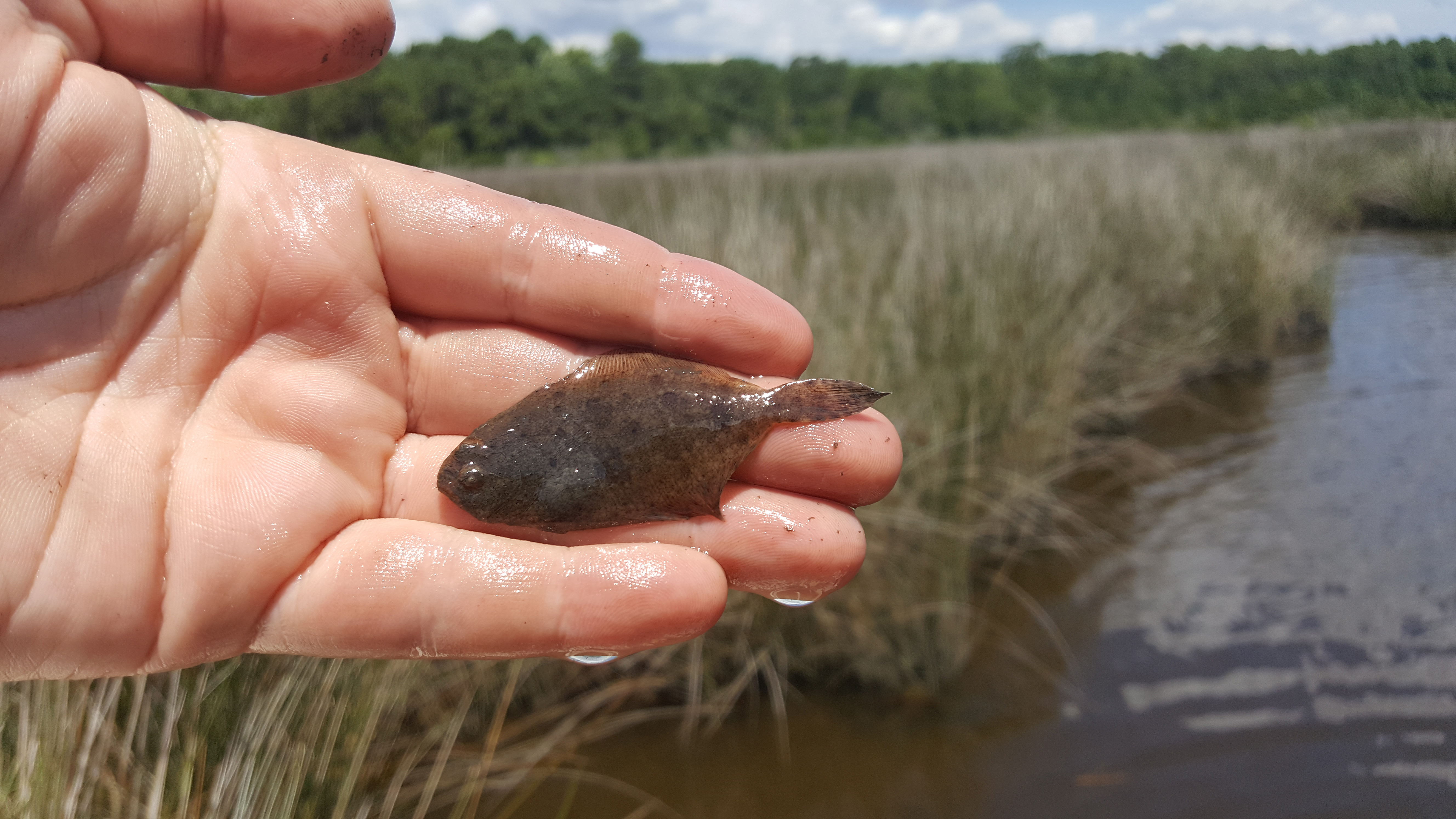 A hand holding a juvenile southern flounder from Mill Creek