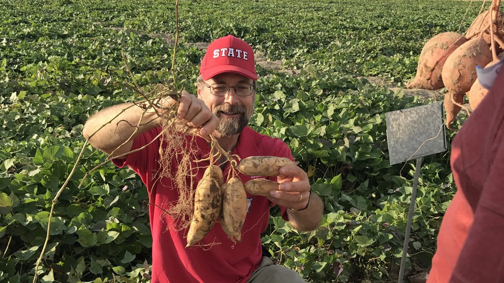 A man in glasses and an NC State ballcap holds up sweet potatoes in a research field.