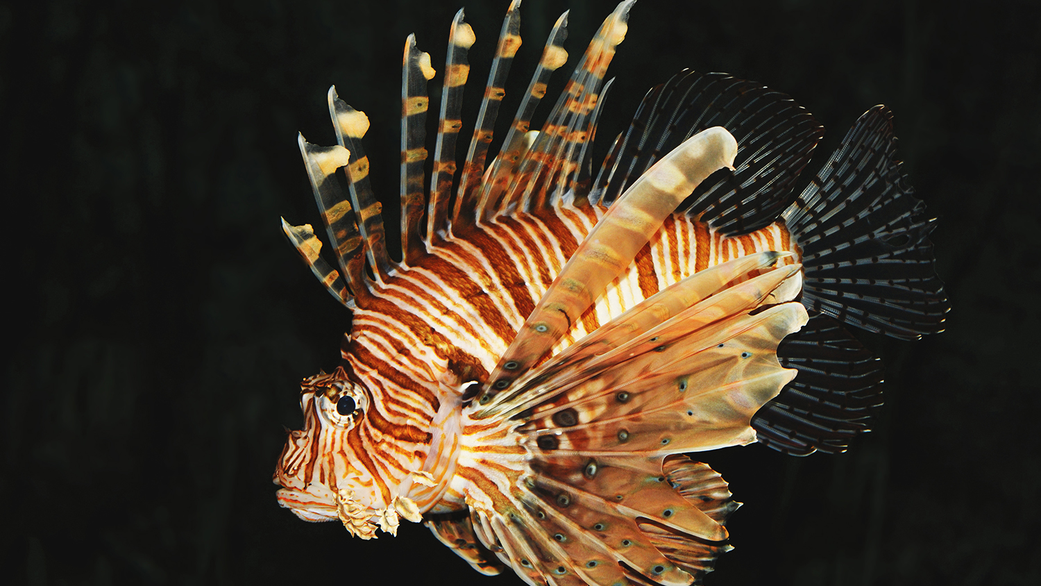 Photo of red lionfish.