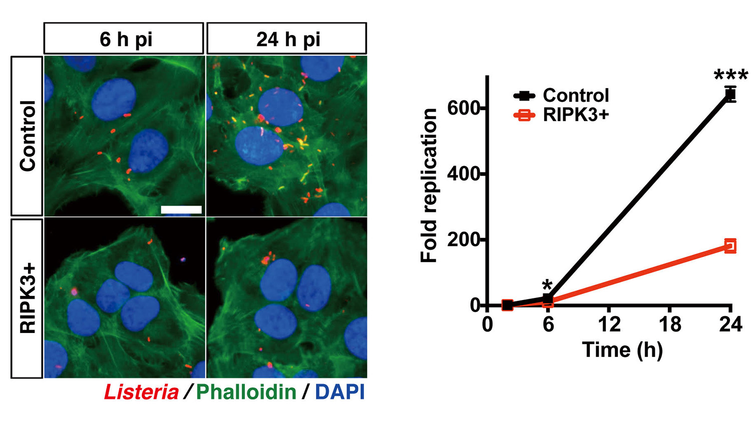 Graphic of listeria in cells with and without cell-killing proteins.