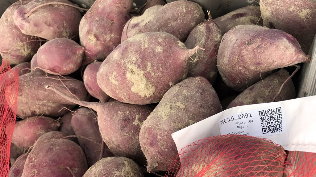 North Carolina sweet potatoes in a pile.