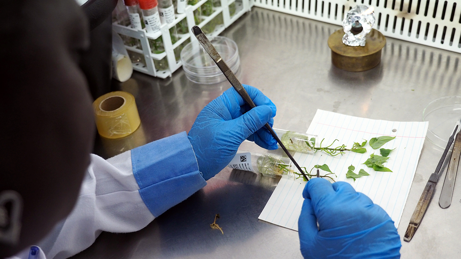 A woman works on dissecting part of a sweet potato for testing.