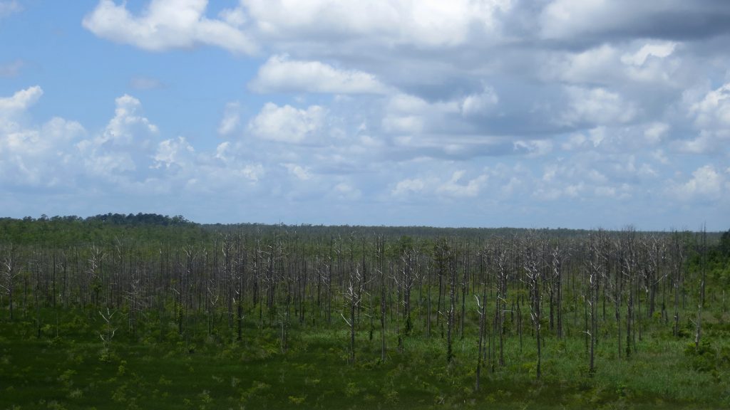 Stands of dead trees