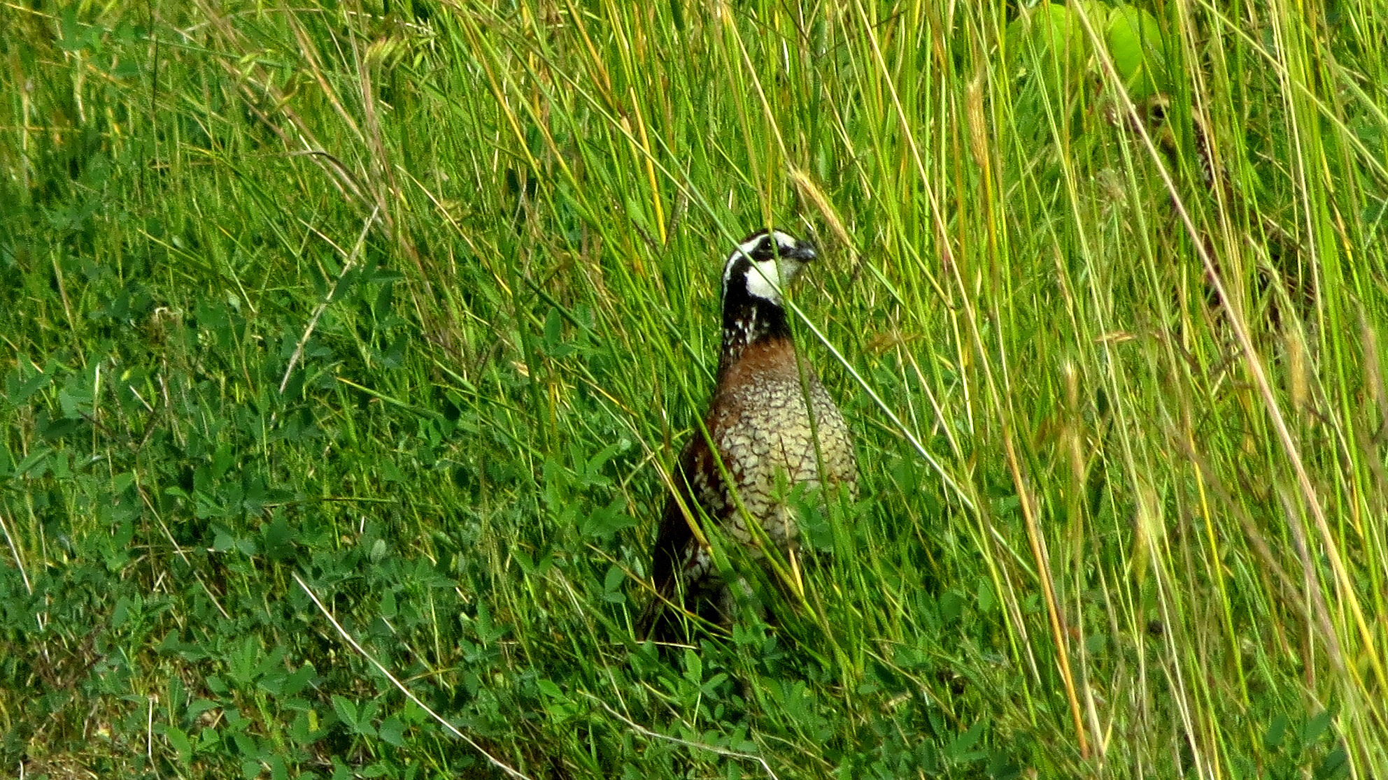 A northern bobwhite quail in the grass