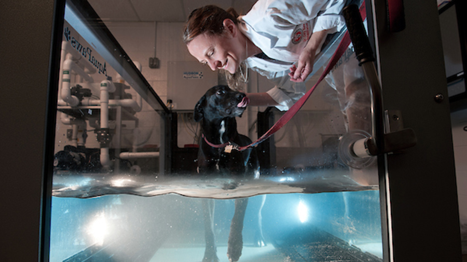 Cory Sims works with a dog in the rehabilitation unit at the College of Veterinary Medicine.