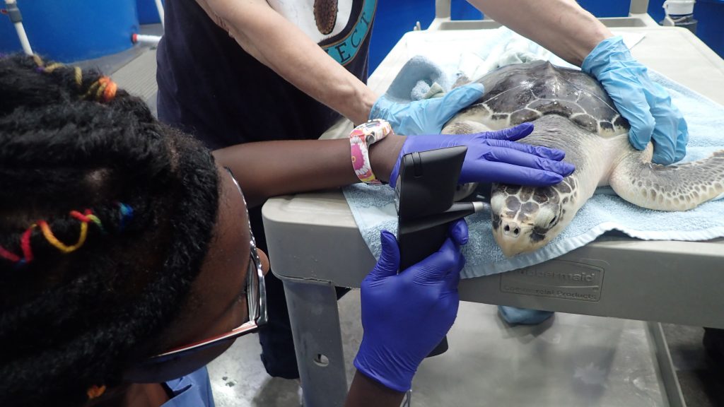 Student examines a sea turtle