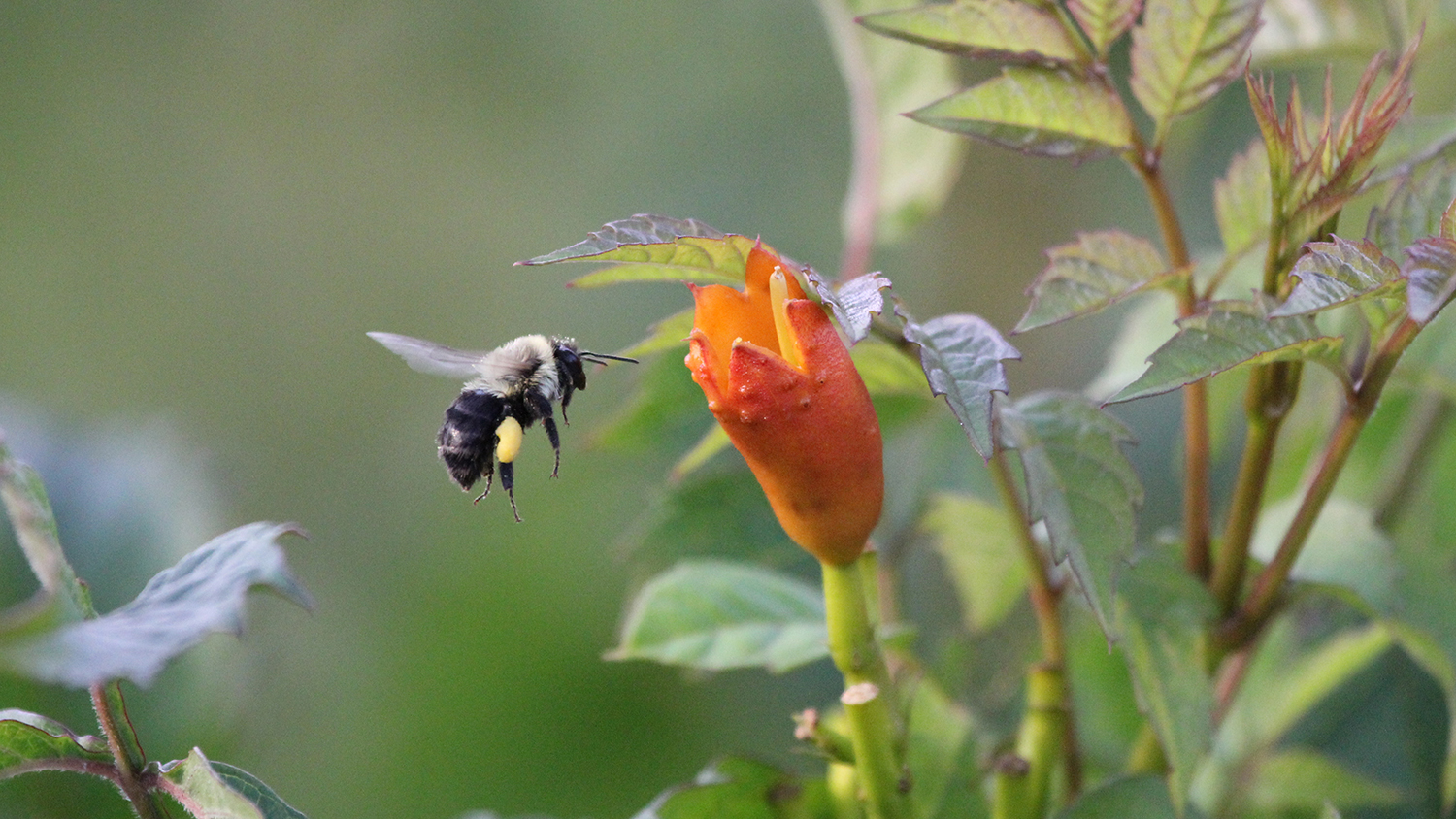 bumblebee hovers near flower