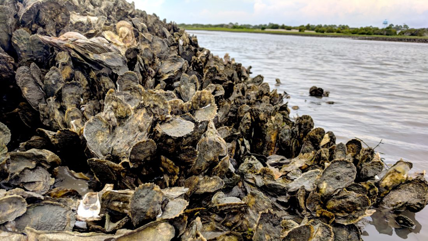 an oyster reef revealed by low tide