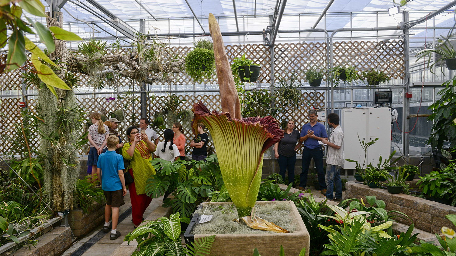 Titan arum, the corpse flower.