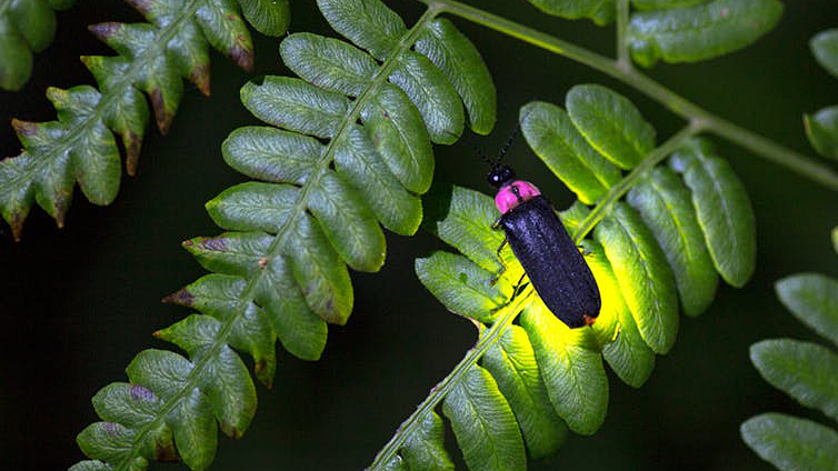 Glowing firefly on a leaf