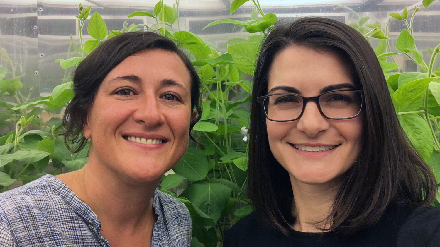 Photo of two scientists in front of soybean plants