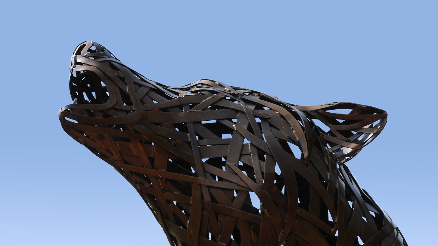 Close-up of wolf statue head at NC State