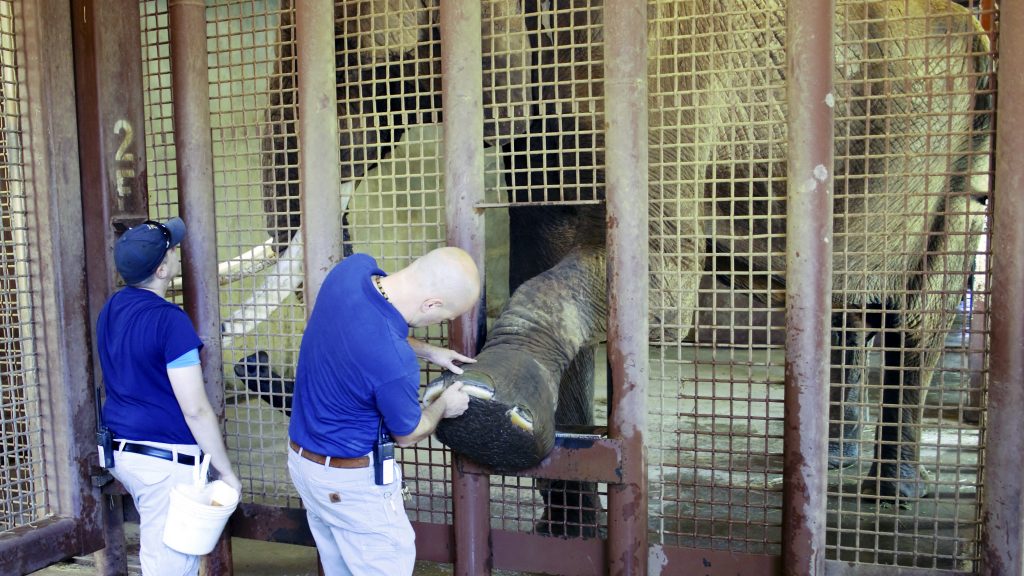 Zoo veterinarians examine an elephant's hoof