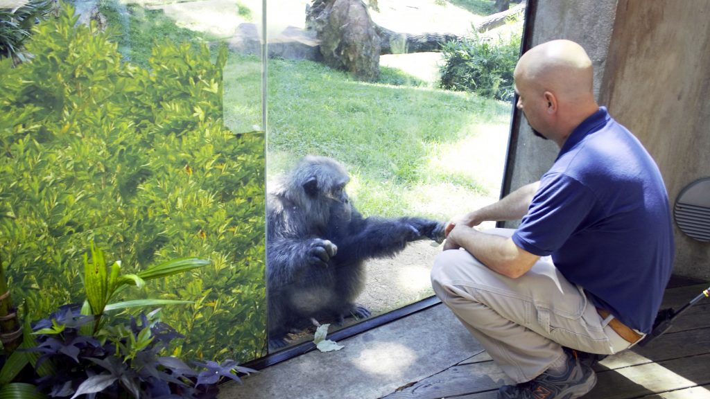 Veterinarian Jb Minter crouches to fist bump a chimpanzee through a glass enclosure at the N.C. Zoo