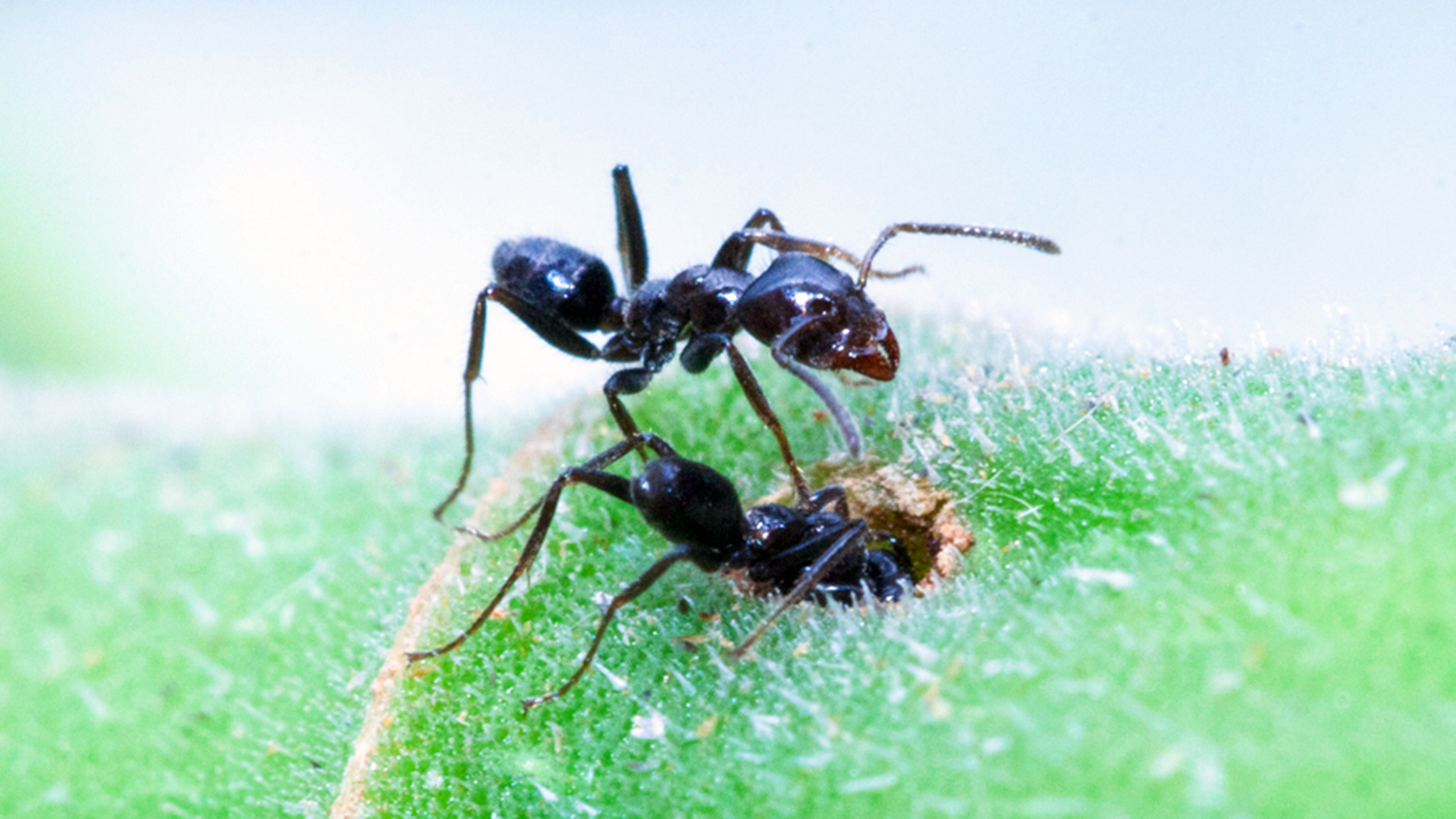 Azteca ants entering a hole in a plant surface