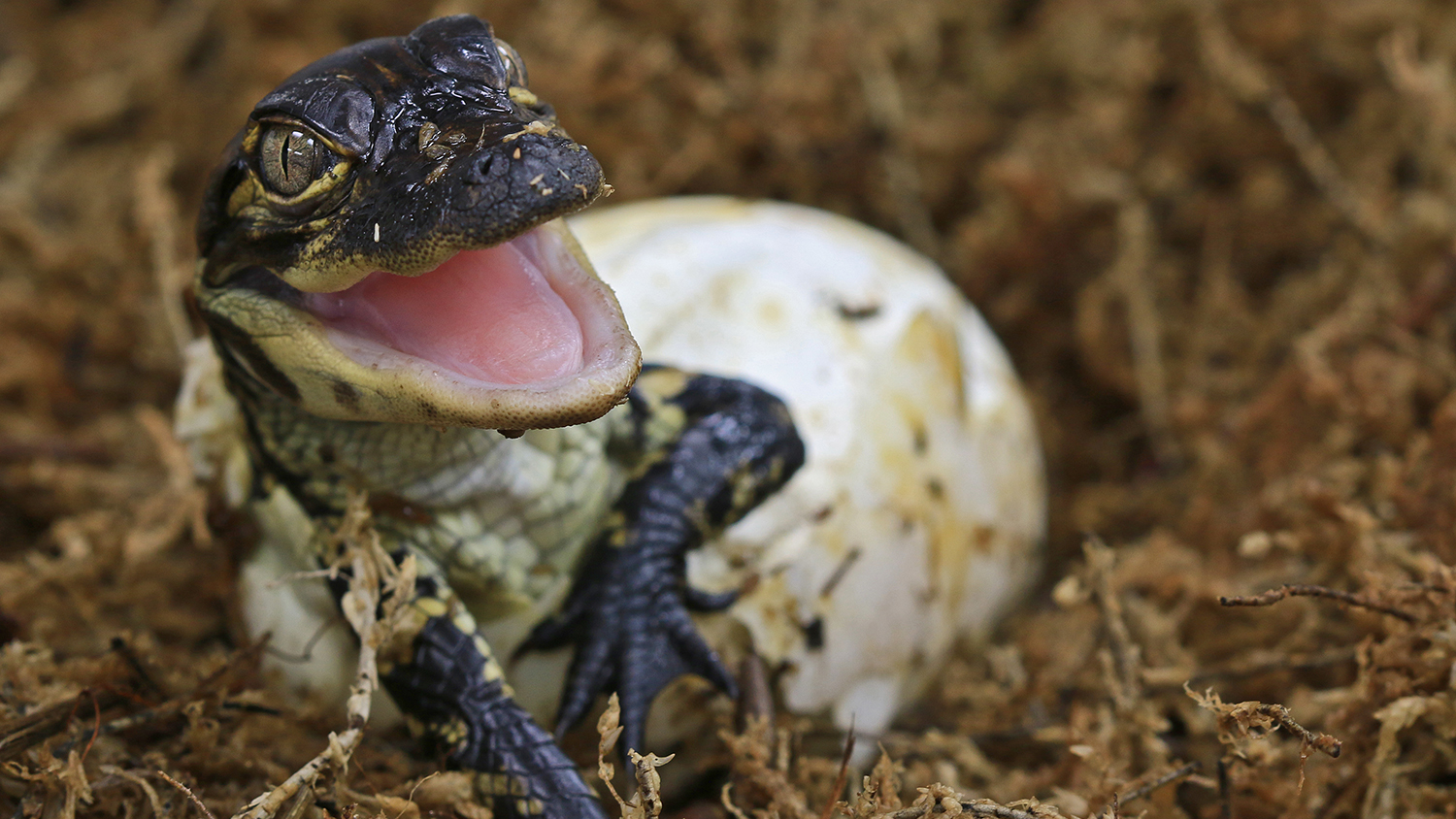 baby alligator hatching out of its egg