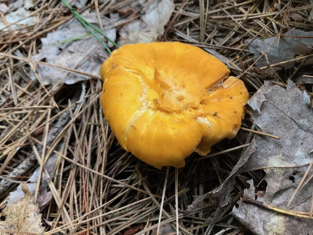 A bright yellow mushroom on a forest floor.