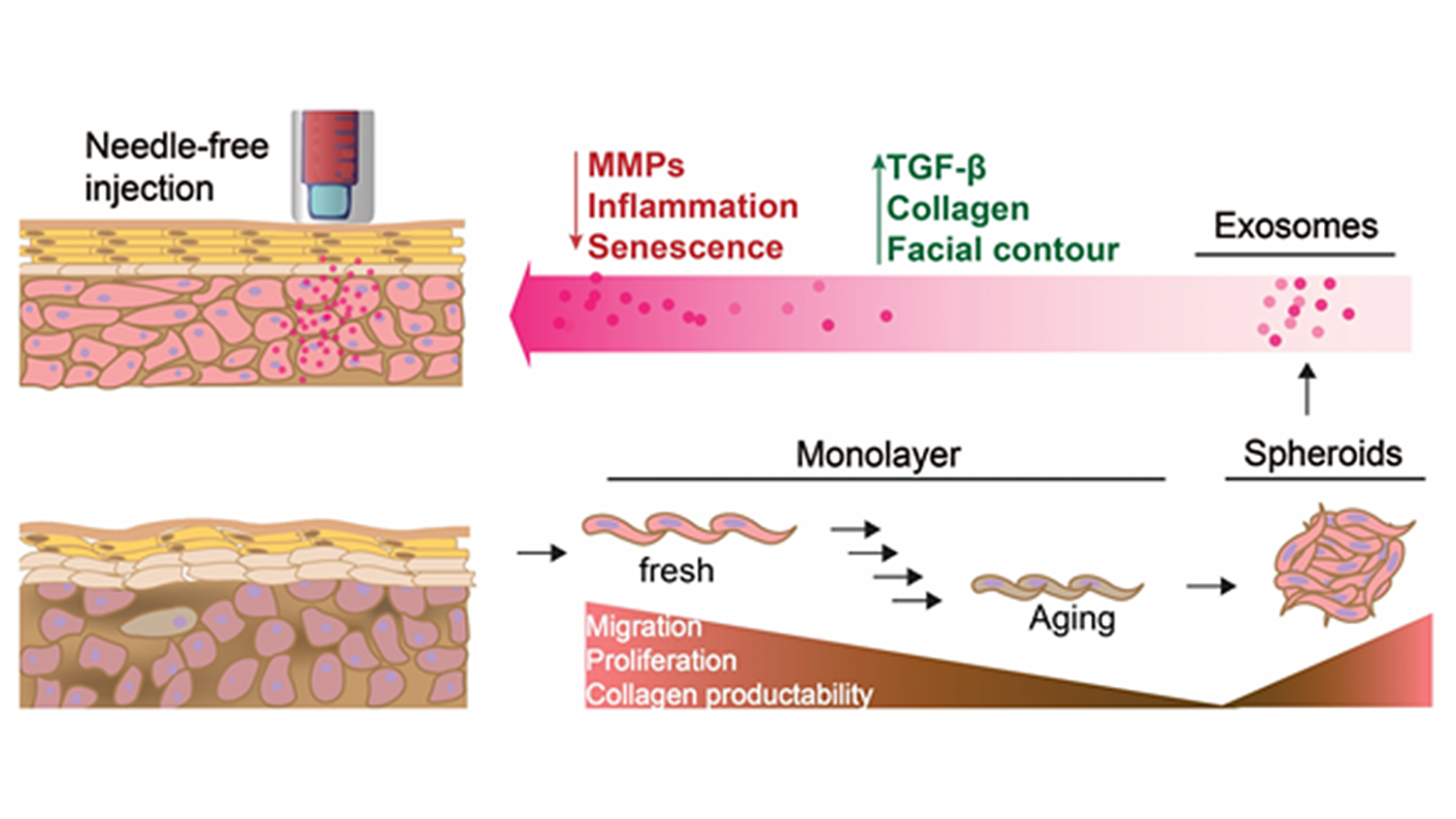 Exosome therapy may enable better repair of sun, age-damaged skin ...