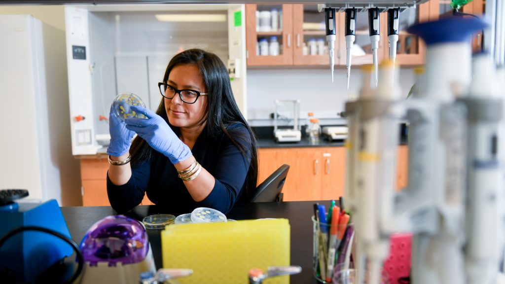 Alejandra Huerta examines a petri dish.