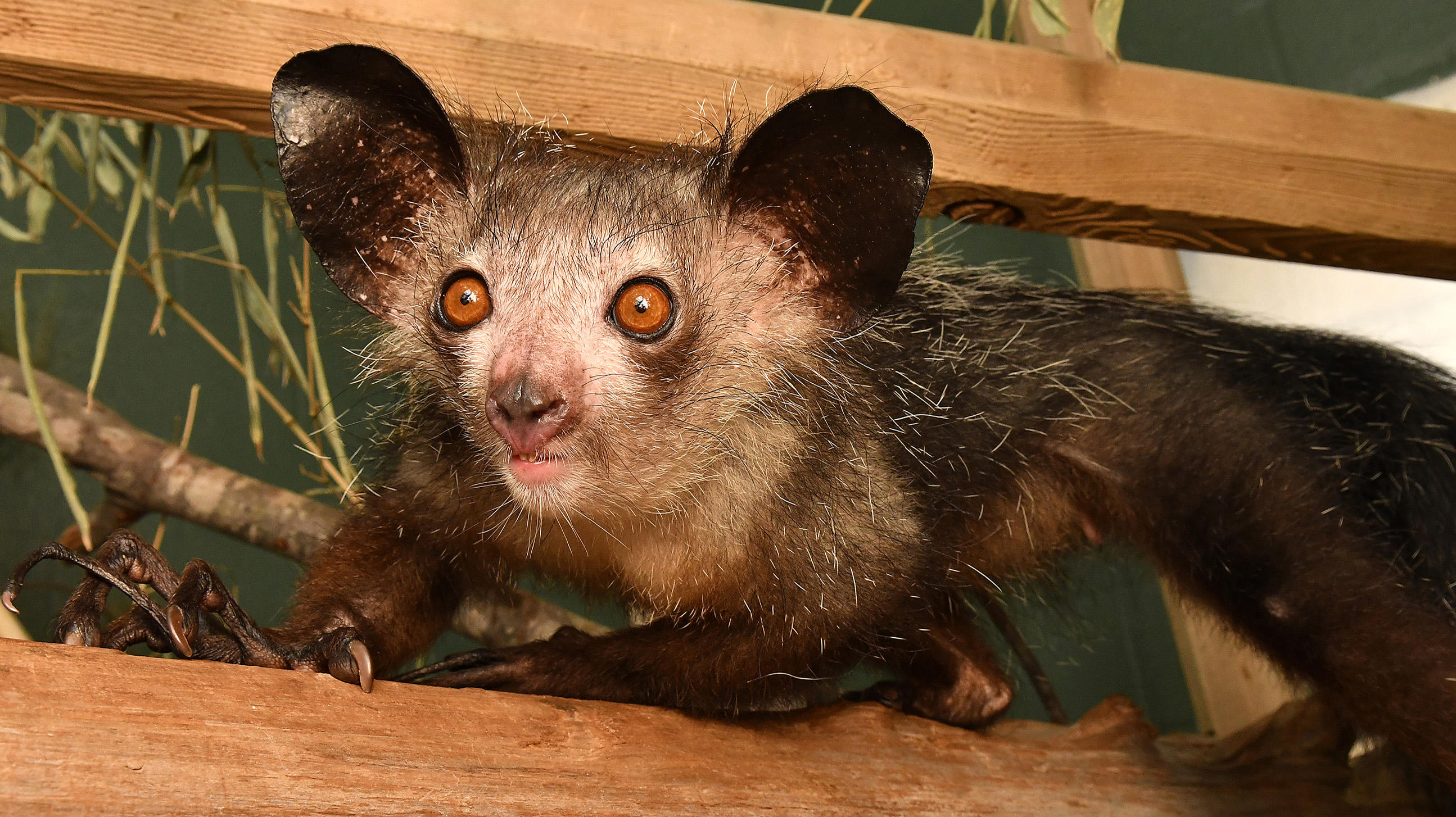 Newswise: Gimme Six! Researchers Discover Aye-Aye’s Extra Finger
