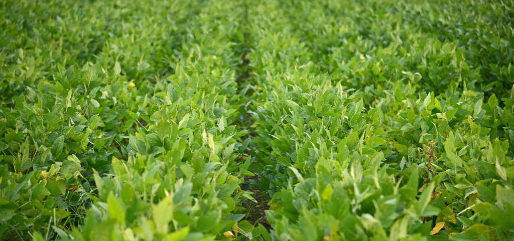 soybean field