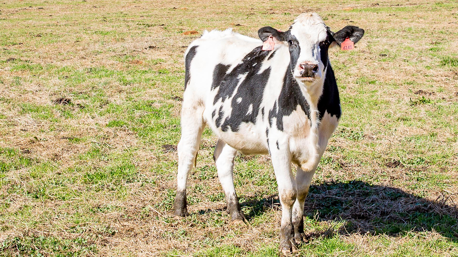 A black and white cow stands in an open field.