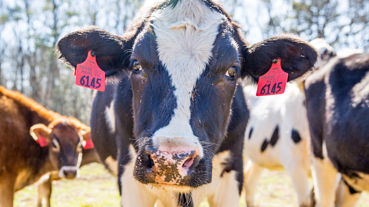 A black and white cow with red ear tags looks directly at the camera