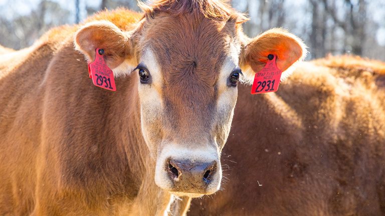 A brown cow with red ear tags looks directly at the camera