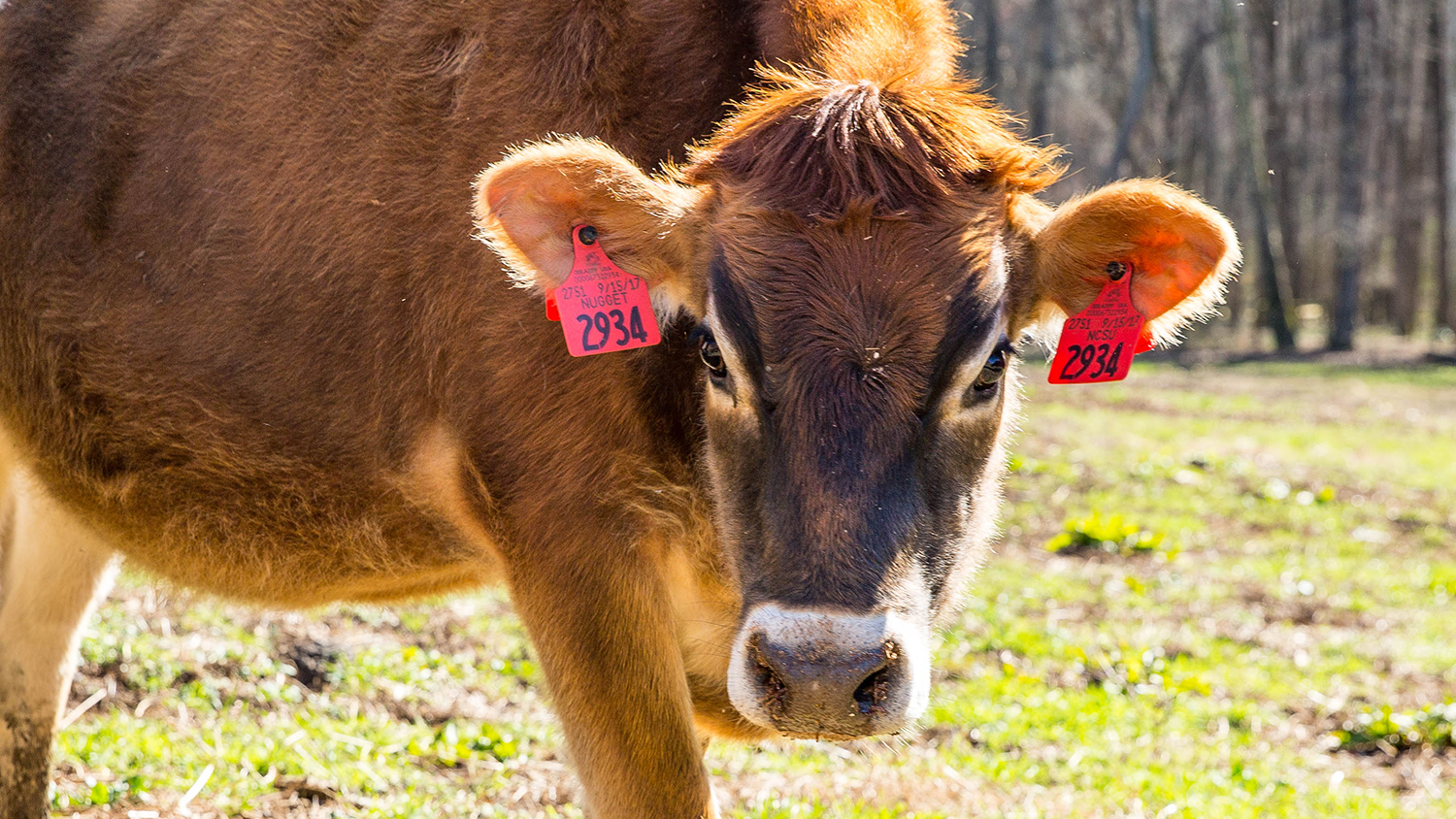 A brown cow with a mop of hair looks directly at the camera