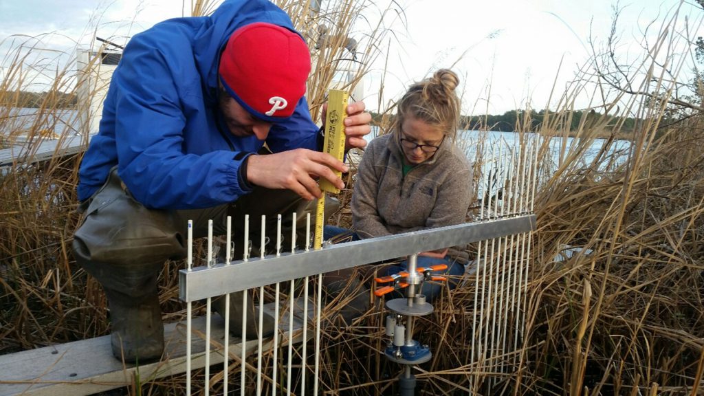 Employees of the City of Jacksonville collect data in the Wilson Bay marsh by measuring the pins’ height above the vertical arm. 