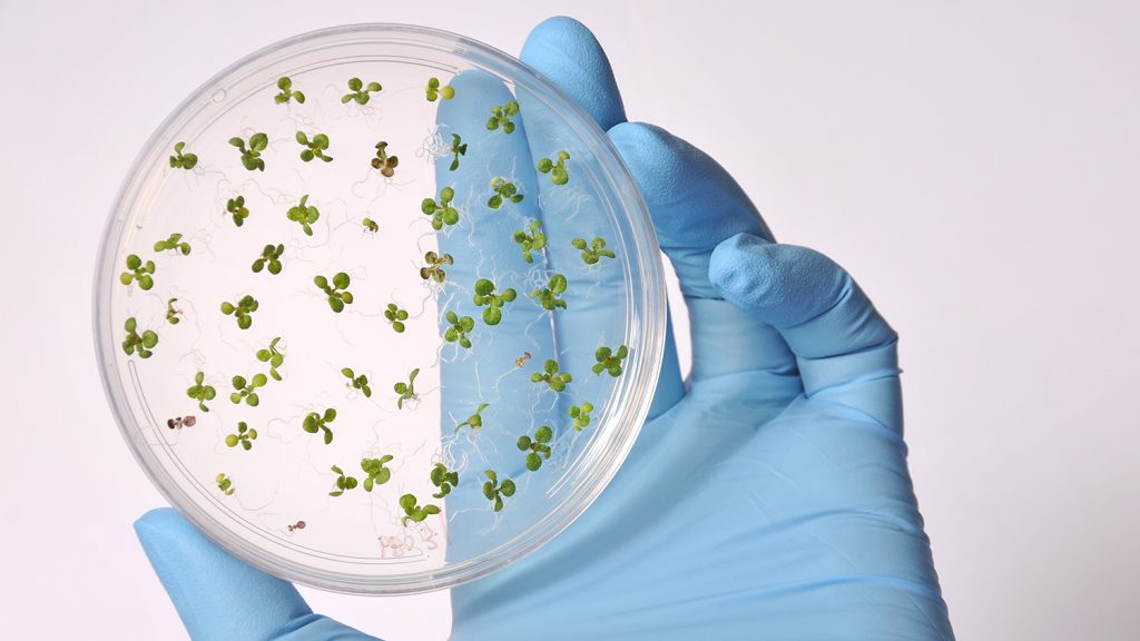 A petri dish growing tiny micro-greens.