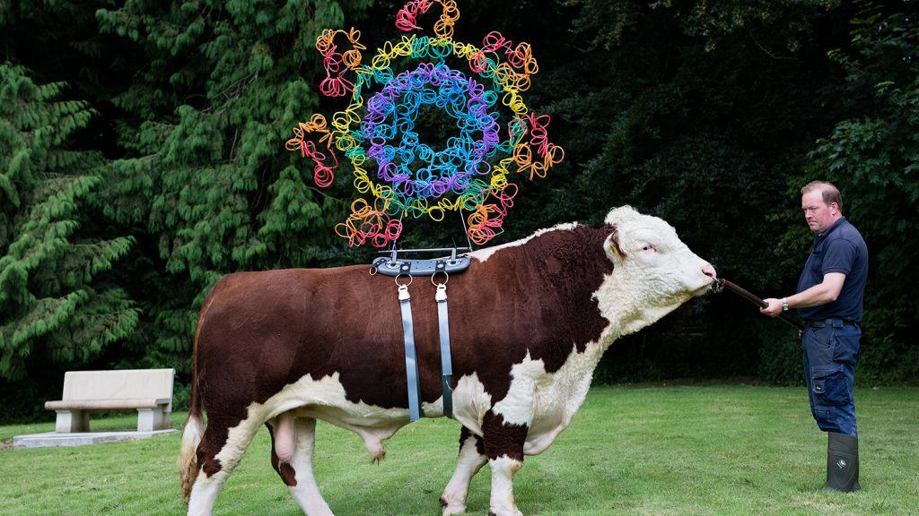 A large bull with a flexible plastic sculpture on its back.