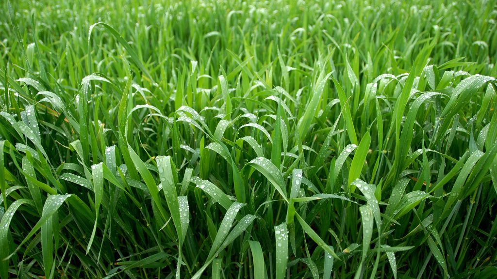 A field of wheat.