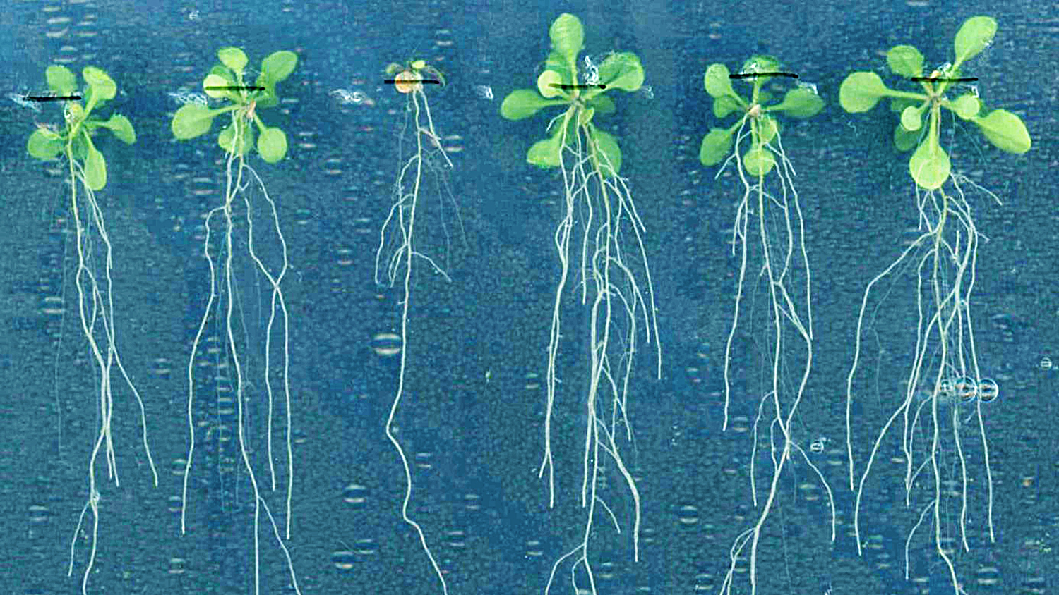 Photo of plants with roots.