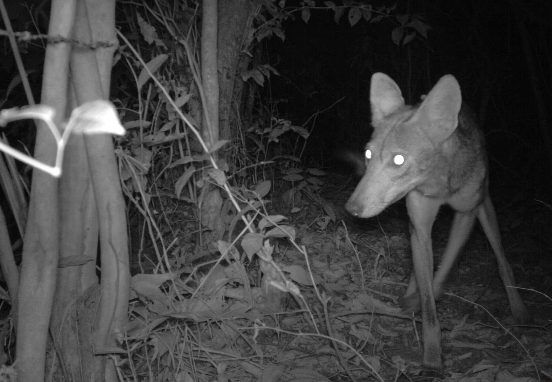 Camera trap photo of a coyote in eastern Panama