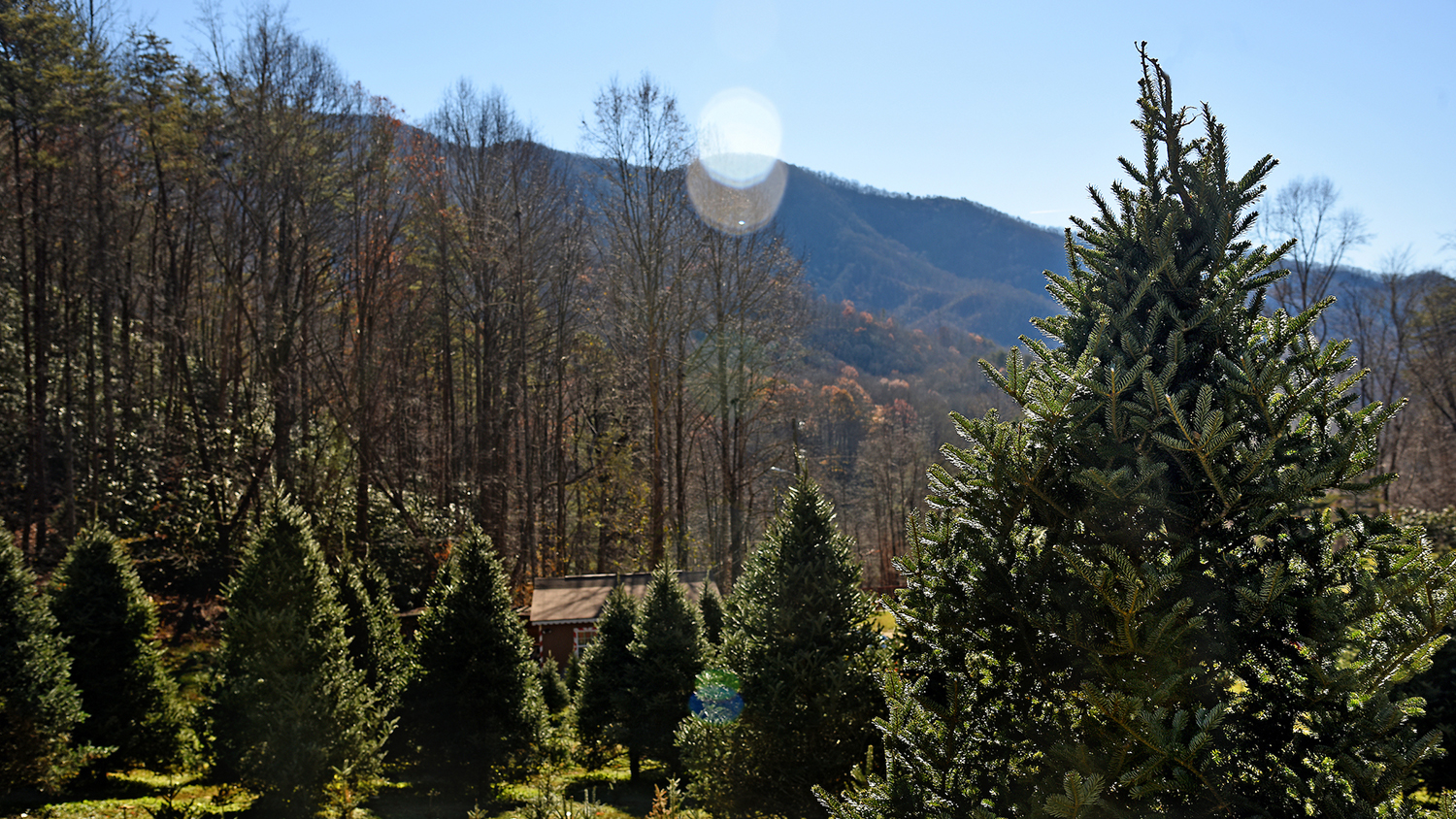 Christmas tree farm in North Carolina