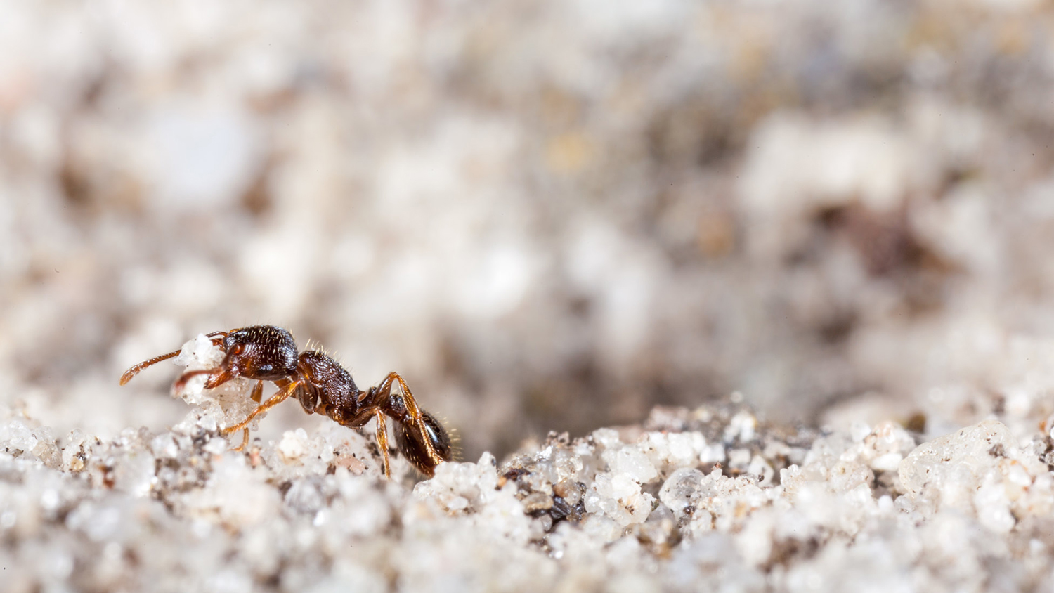 ant