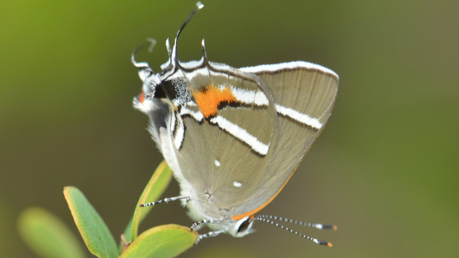 Bartram's Scrub Hairstreak