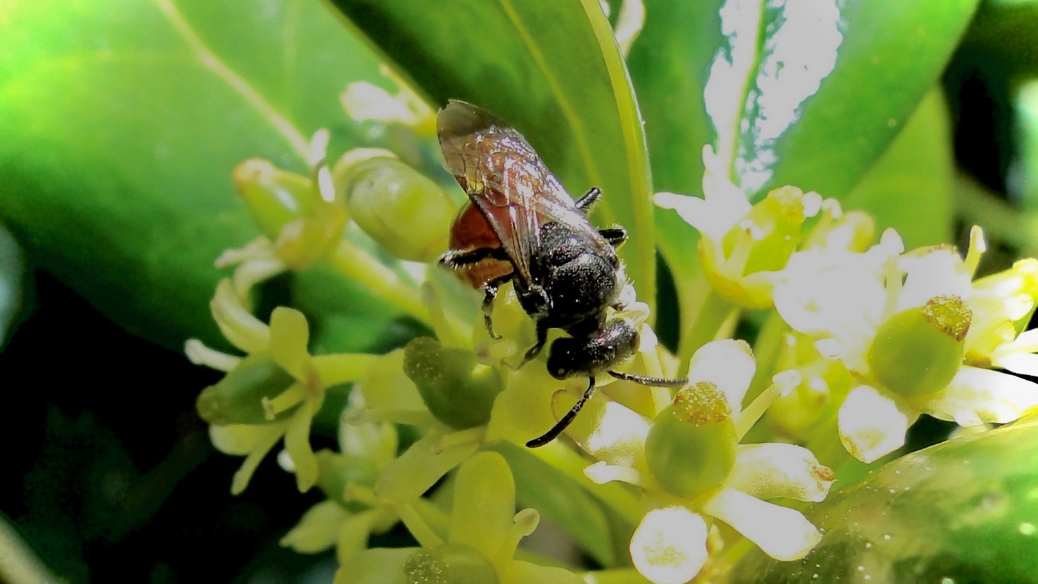 bee rests on a flower