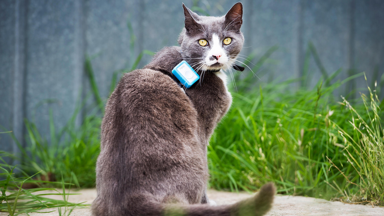 Cat with GPS tracking device on collar.