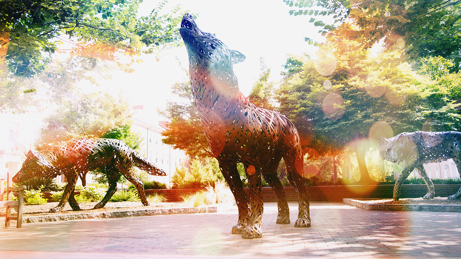 Copper wolves on central campus.