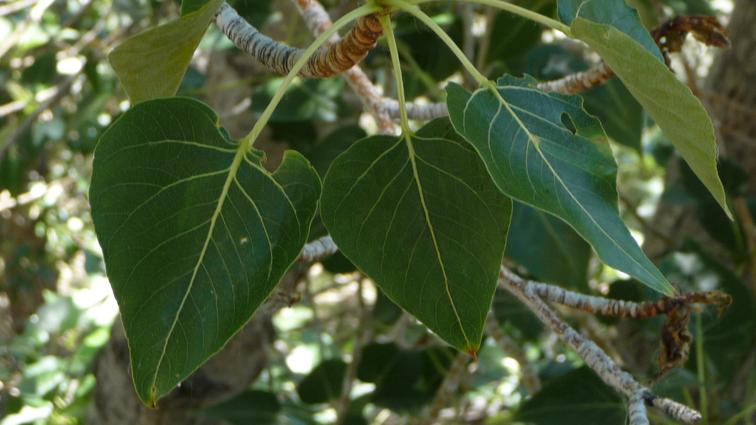 photo of Populus trichocarpa leaves