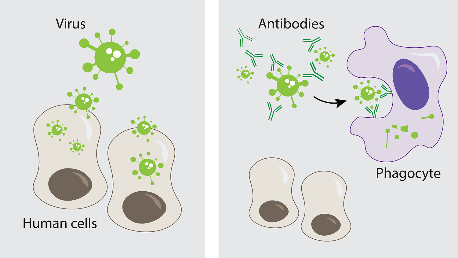 Why Don’t Antibodies Guarantee Immunity? NC State News