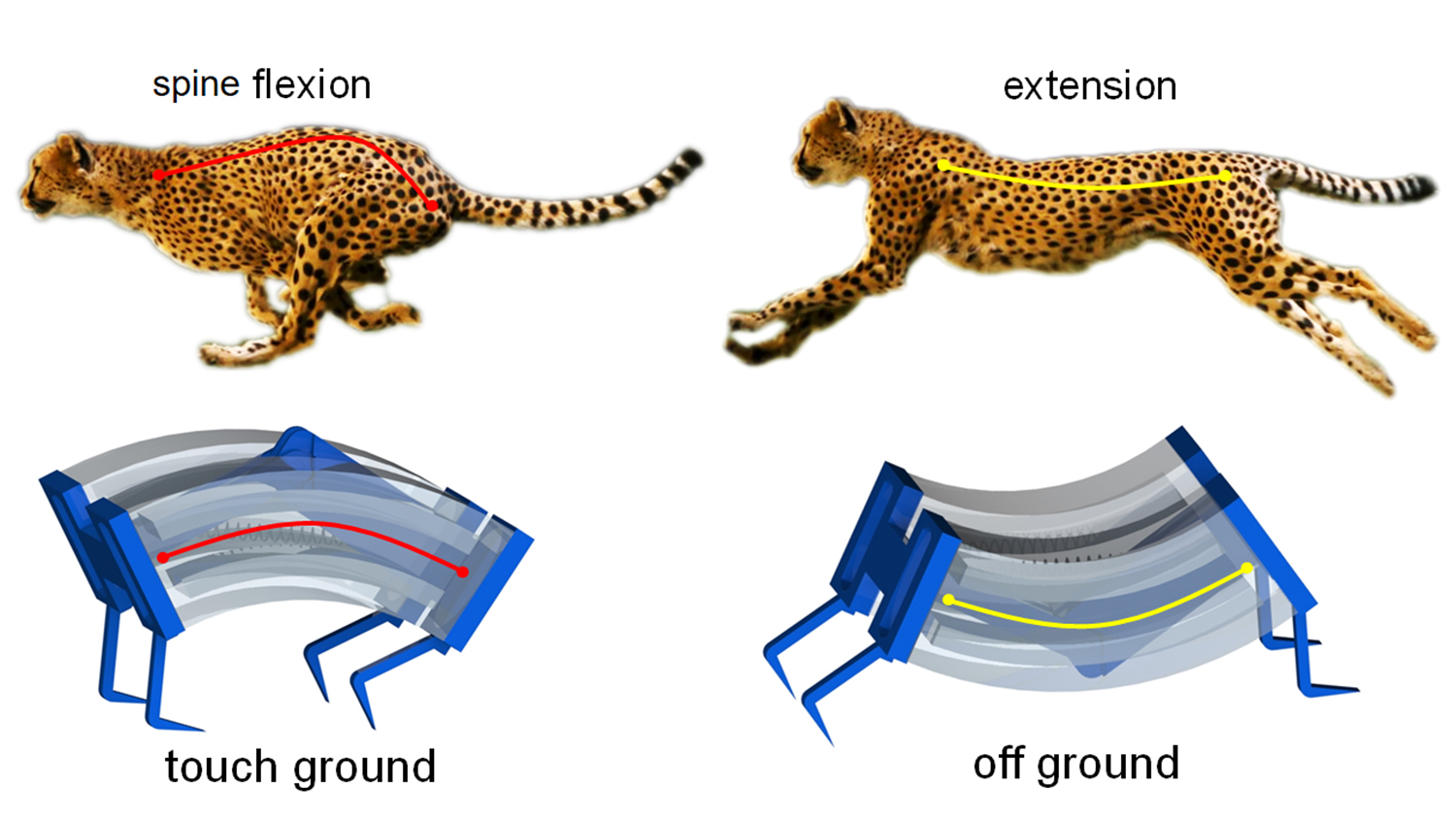 The image compares the running of a cheetah and the robot, both of which flex and then extend their spine as they move