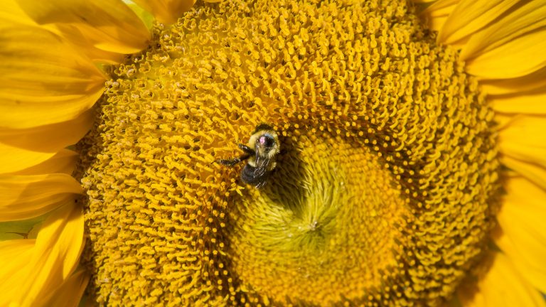 Bumble Bee Disease Reproduction Shaped By Flowering Strip Plants Nc