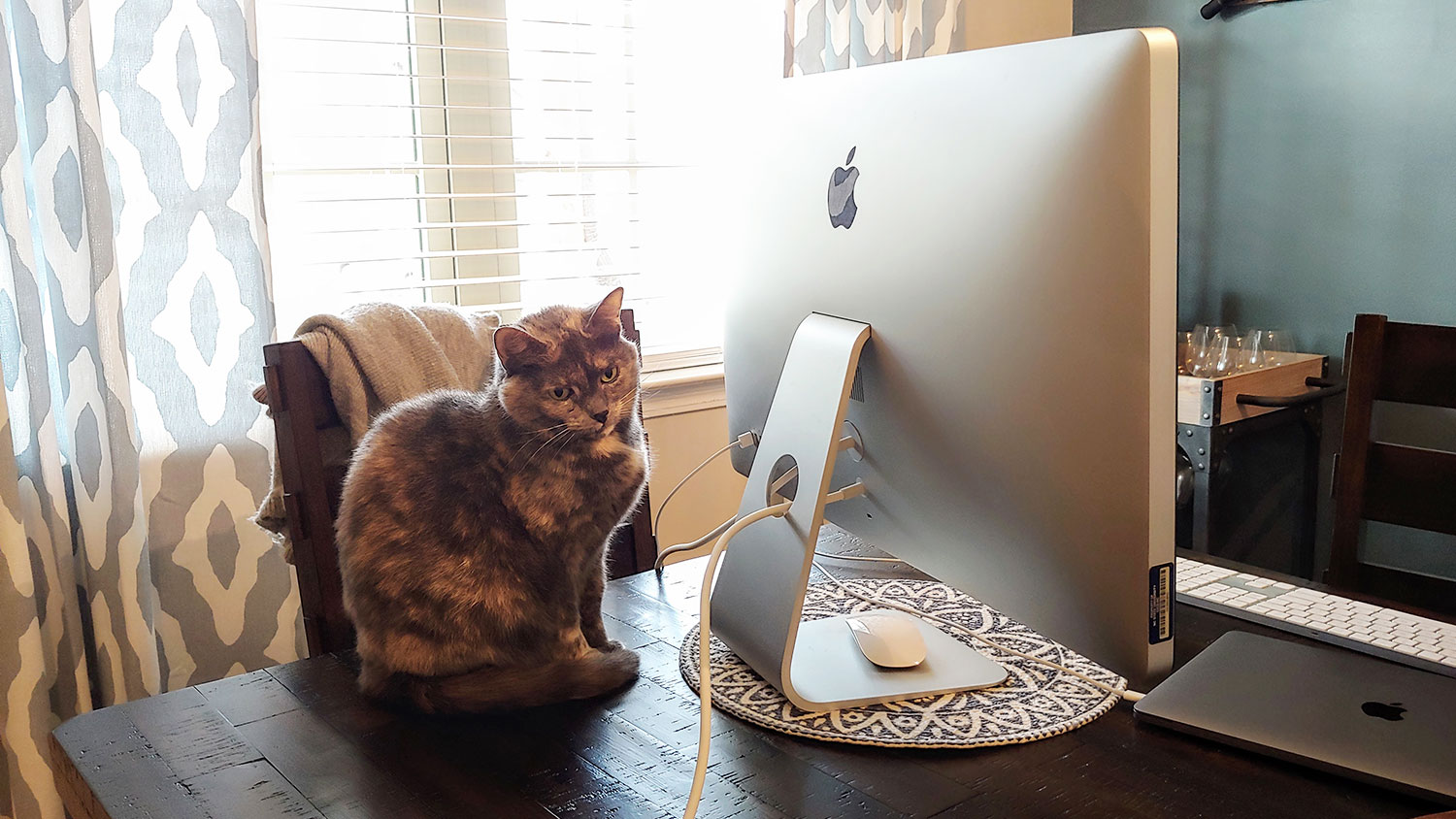 cat sitting on a desk by a computer