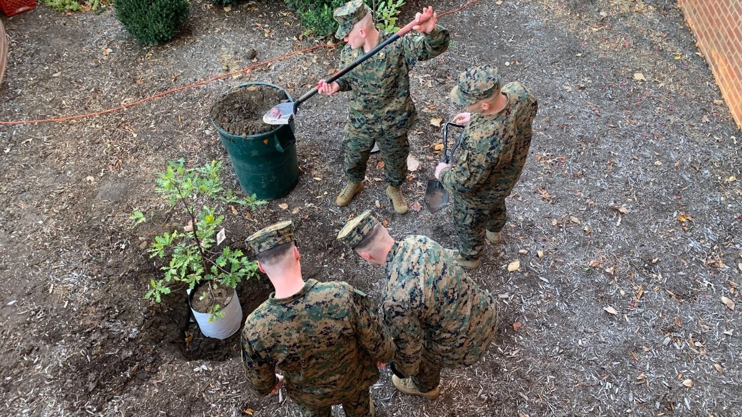 The NC State Marine Corps Naval ROTC planted oak saplings.